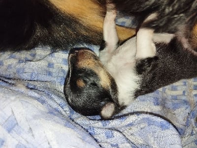 Les chiots de Shetland Sheepdog