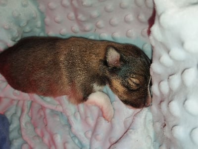 Les chiots de Shetland Sheepdog