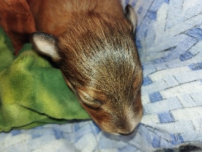 Les chiots de Shetland Sheepdog