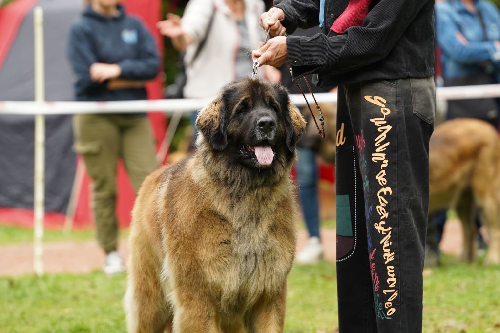 Turquoise taiga rosadjah de la citadelle d'hermance