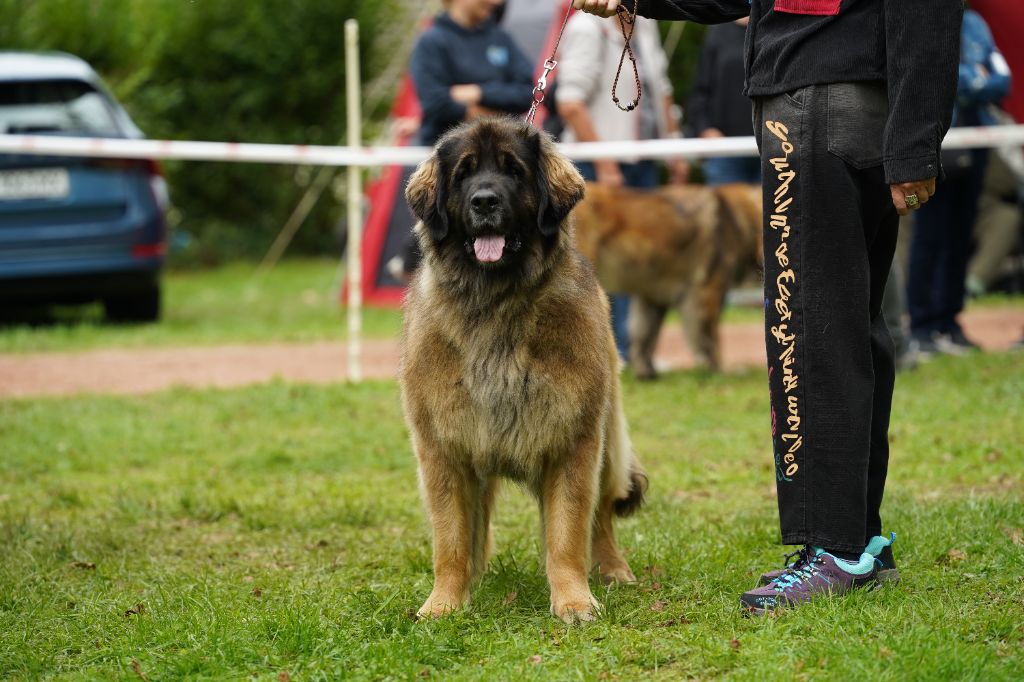 Turquoise taiga rosadjah de la citadelle d'hermance
