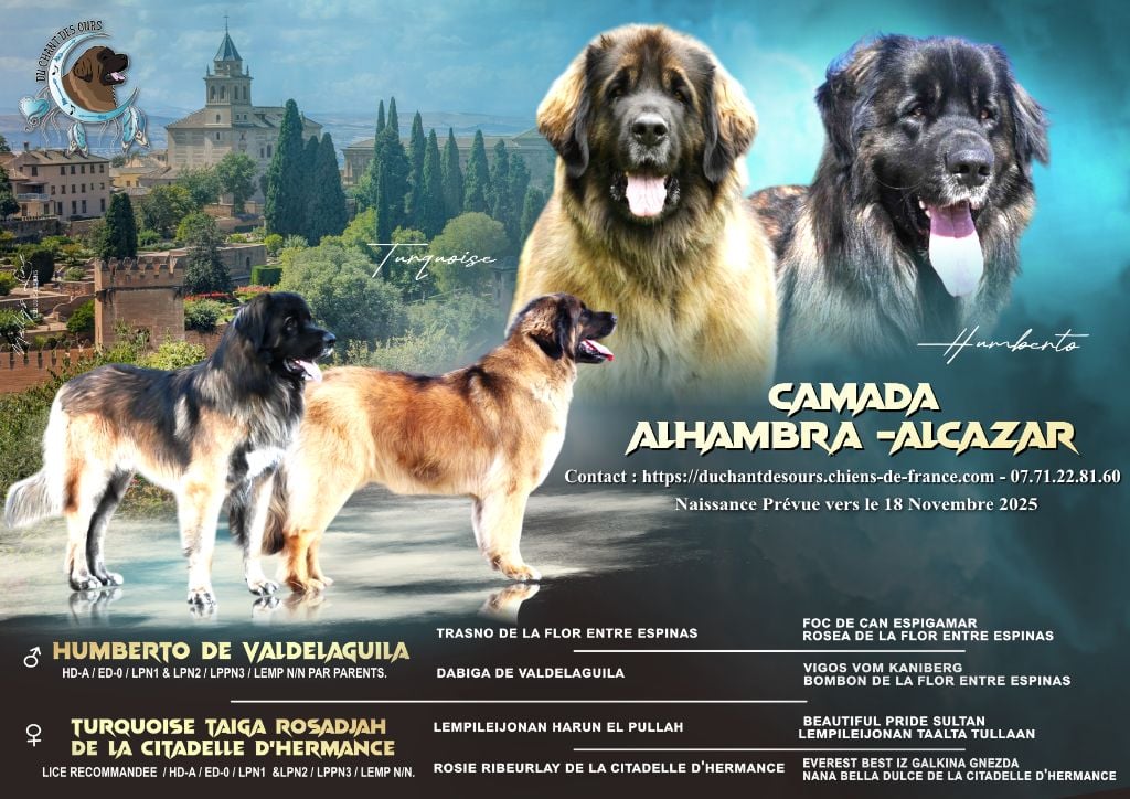 Leonberger - Du Chant Des Ours
