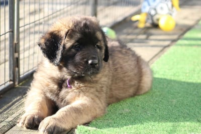 Les chiots de Leonberger