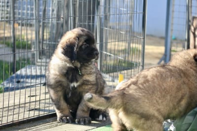 Les chiots de Leonberger