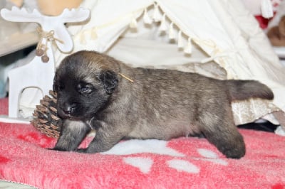 Les chiots de Leonberger
