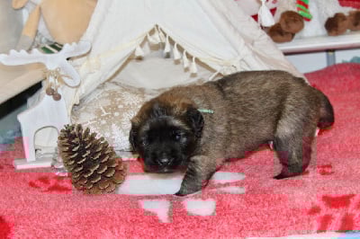 Les chiots de Leonberger