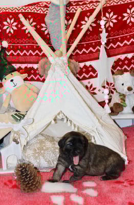 Les chiots de Leonberger