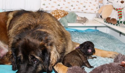 Les chiots de Leonberger