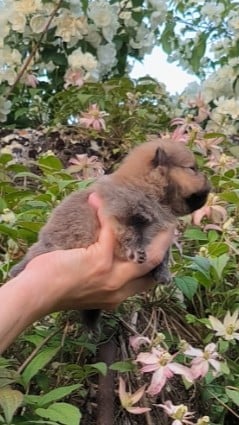 Chiot N°1