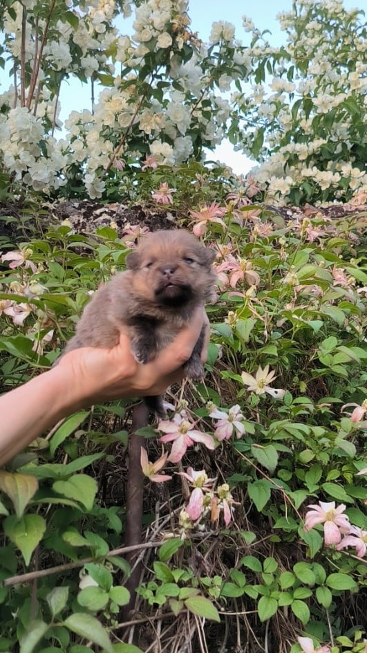 Chiot N°1