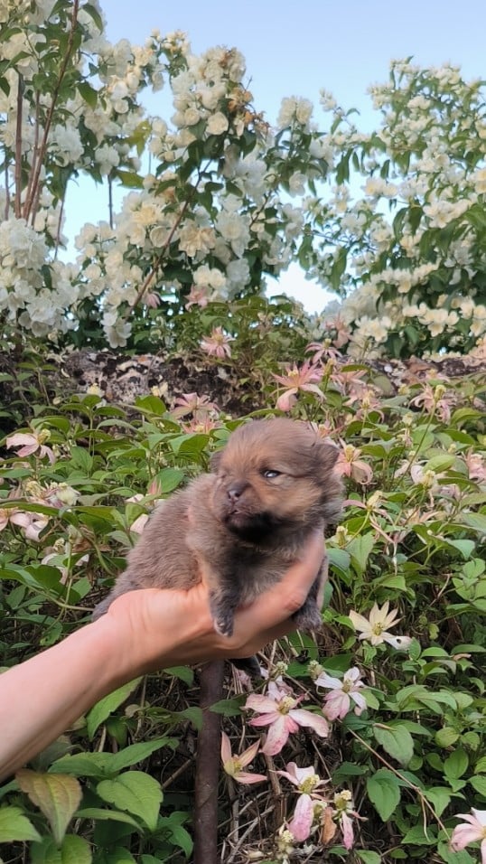 Chiot N°1