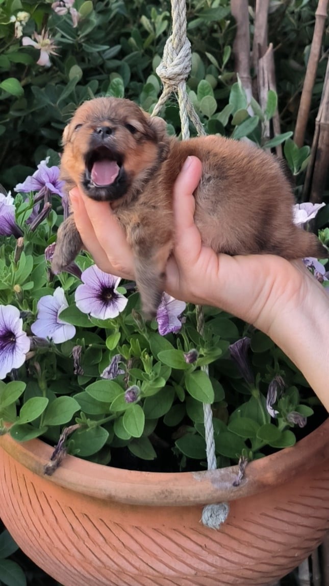 Chiot N°2