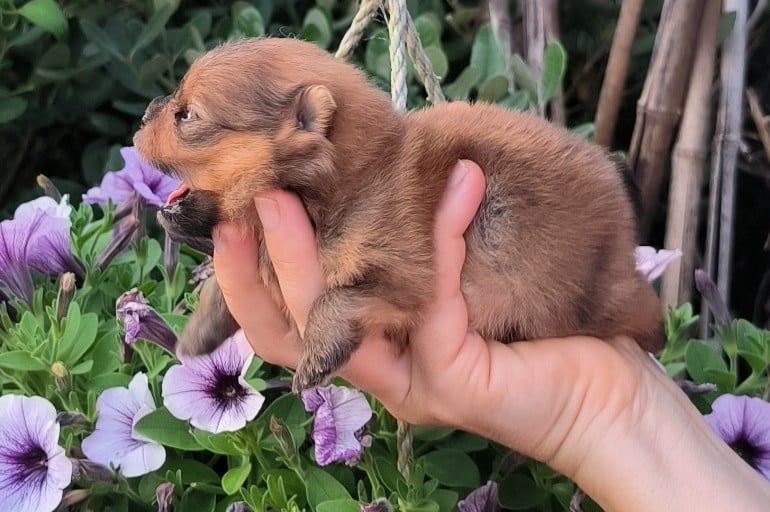 Chiot N°2
