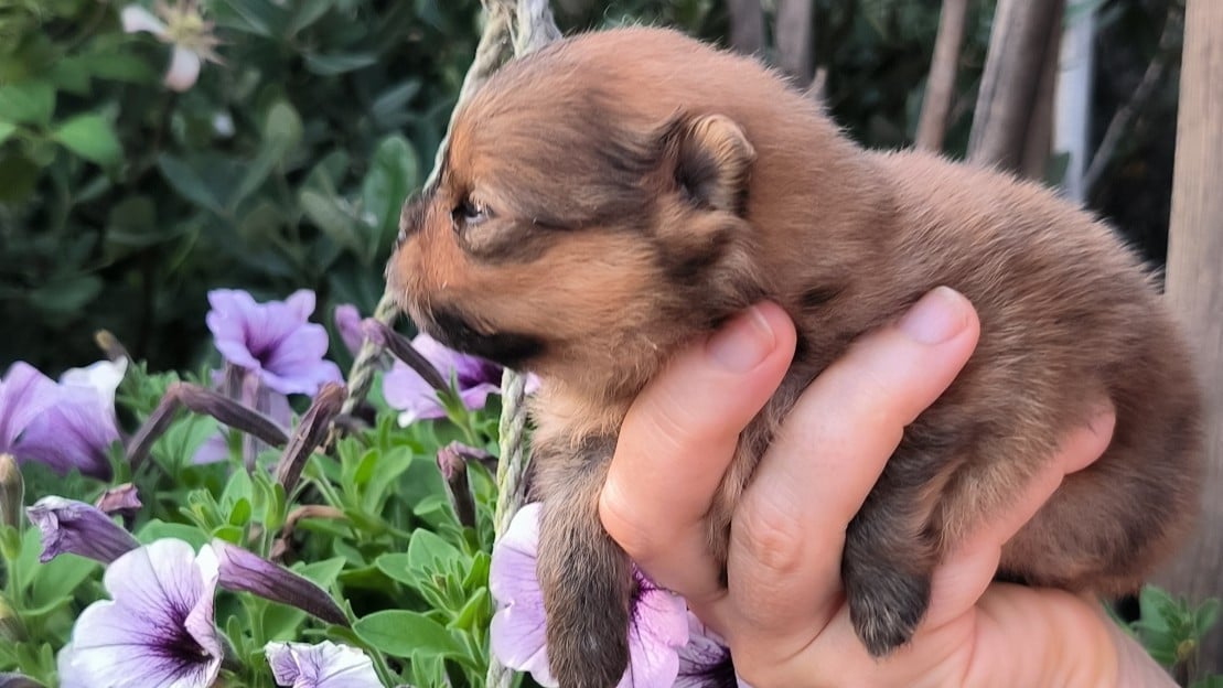 Chiot N°2