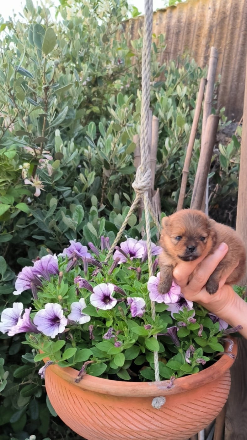 Chiot N°2
