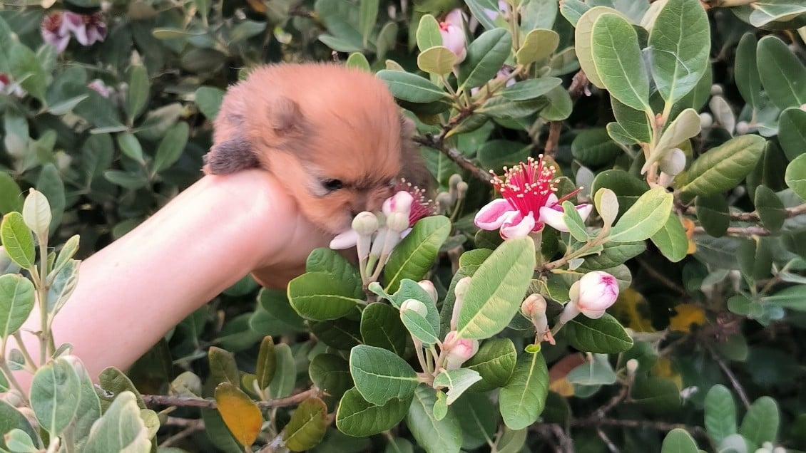 Chiot N°3