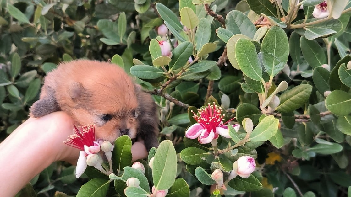 Chiot N°3