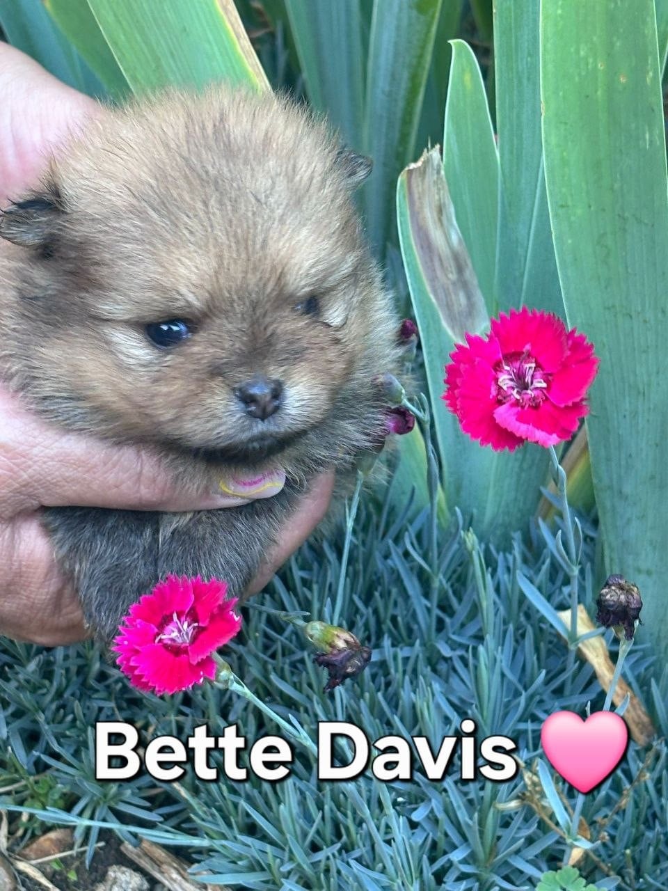 Belle
