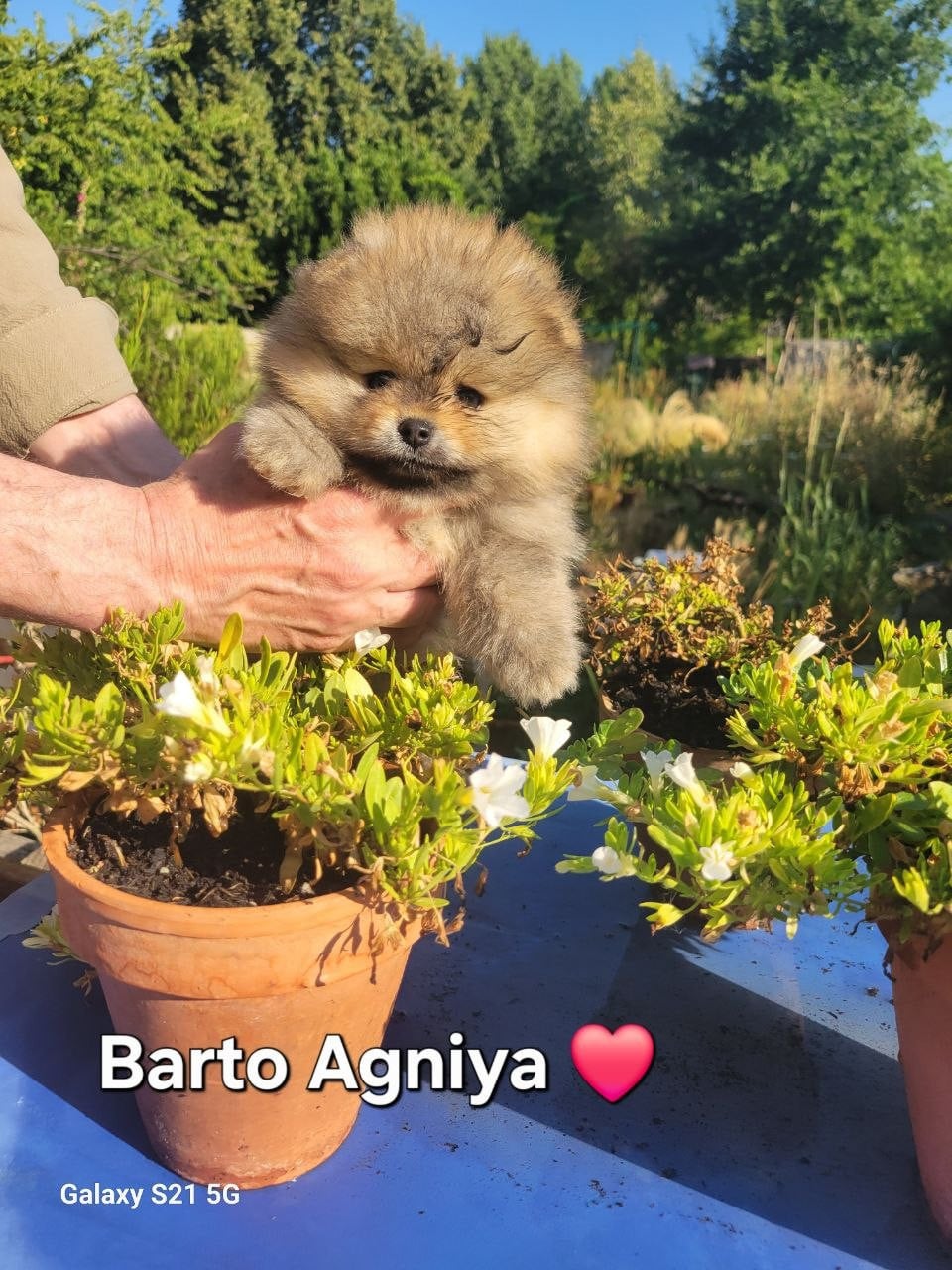 Barto Agniya