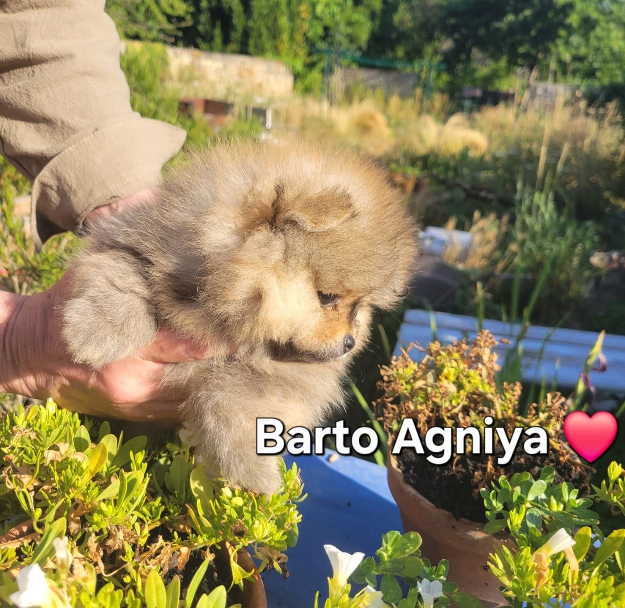 Barto Agniya
