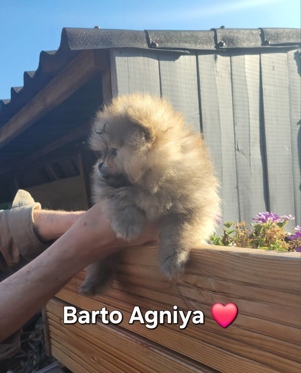 Barto Agniya
