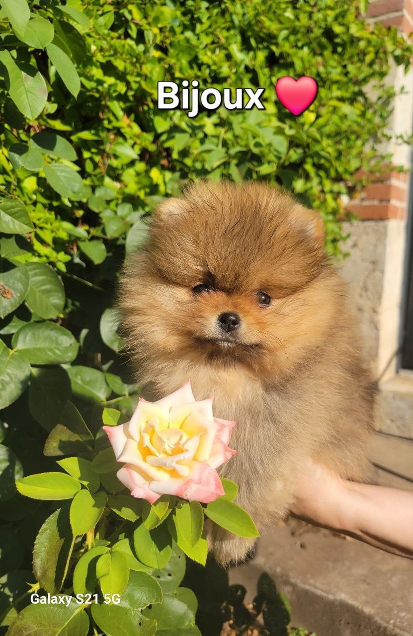 Bijoux