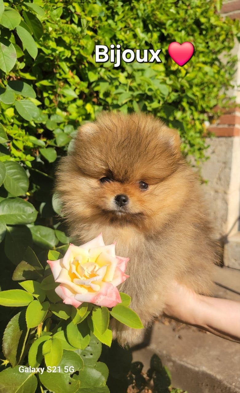 Bijoux