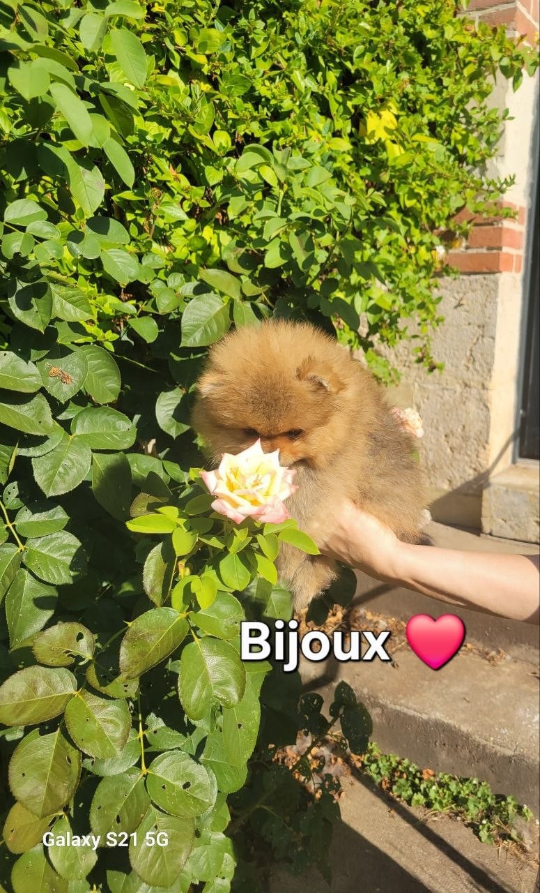 Bijoux
