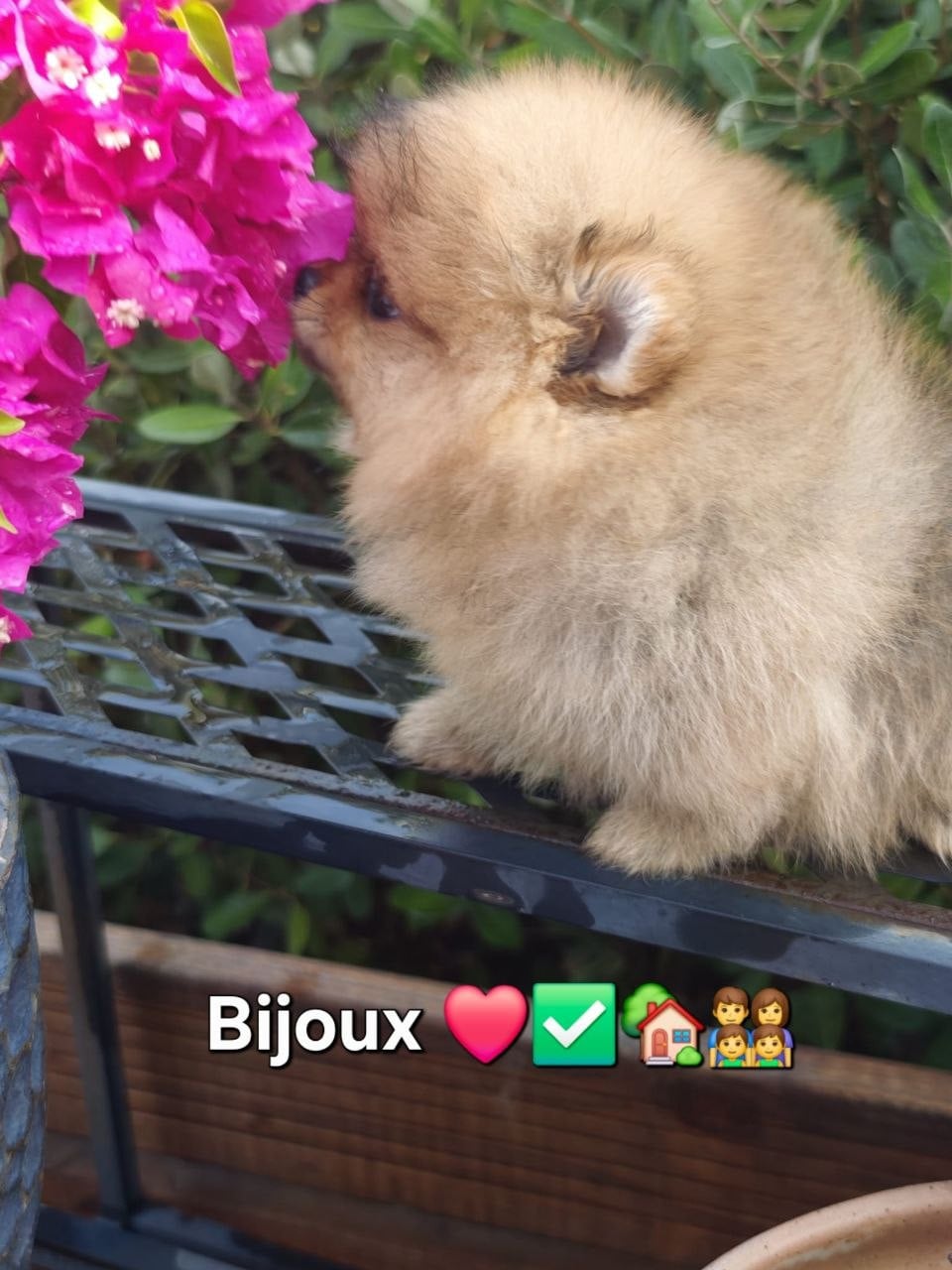 Bijoux