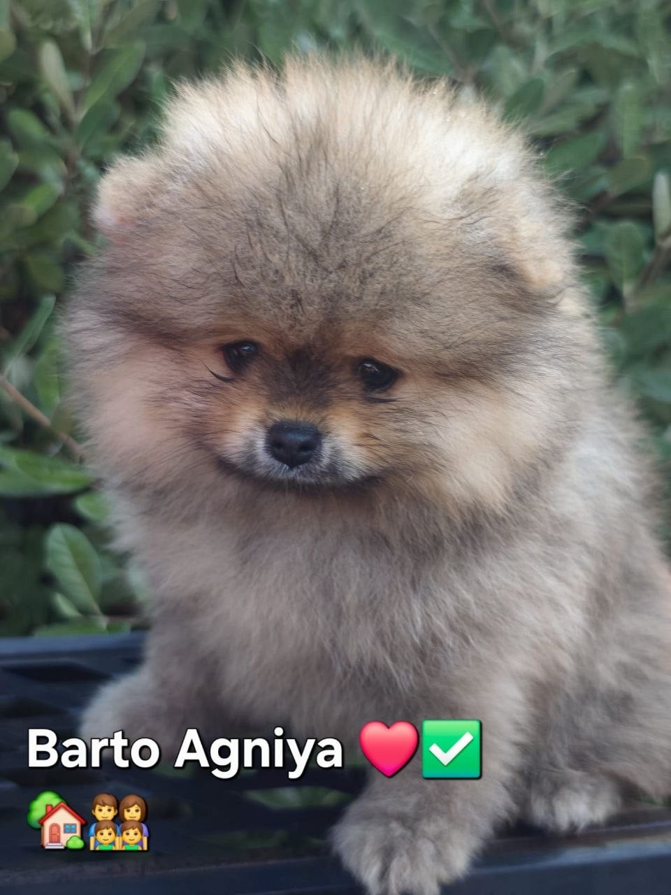 Barto Agniya