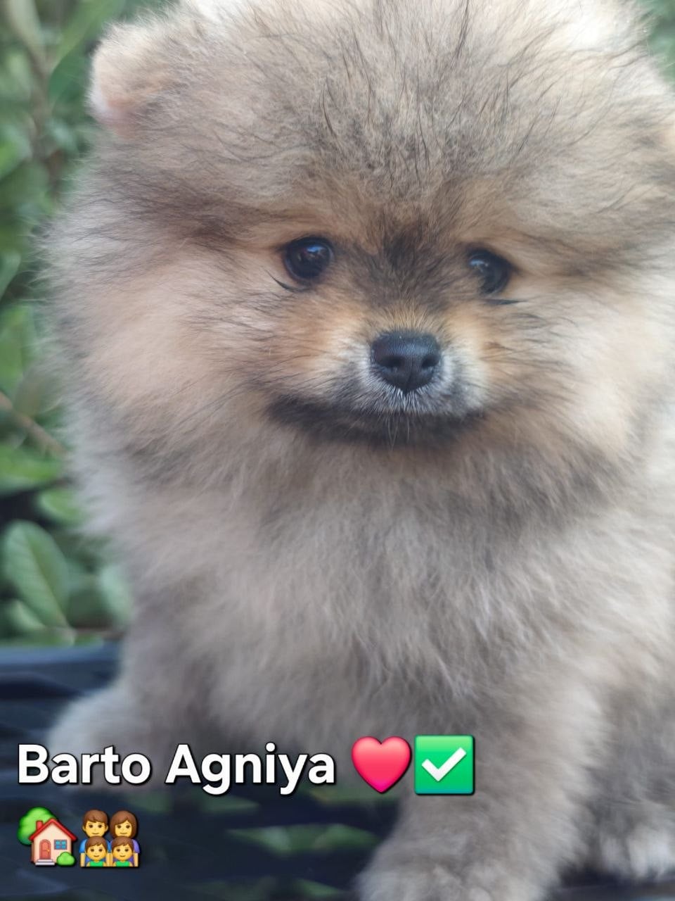 Barto Agniya