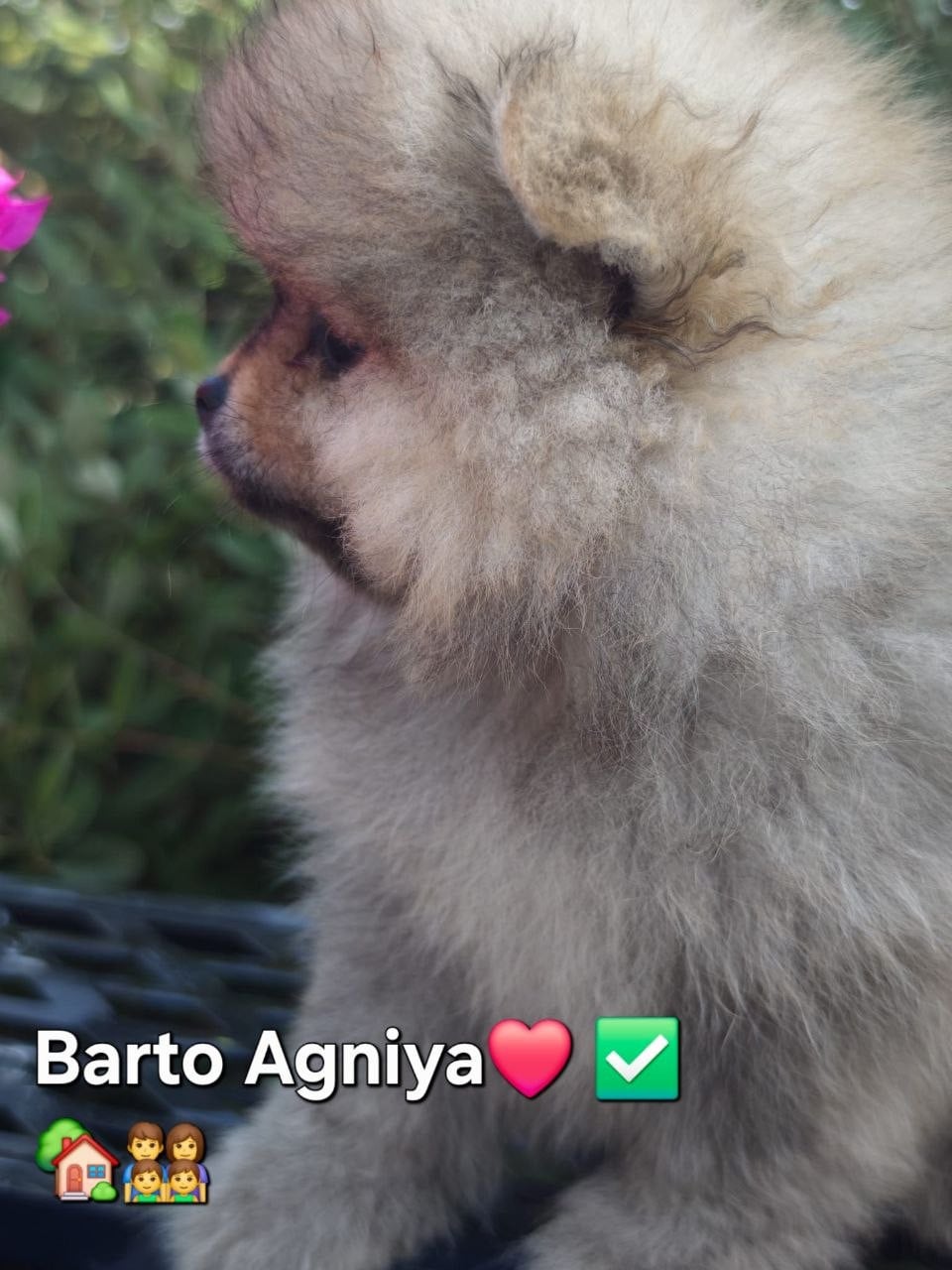 Barto Agniya
