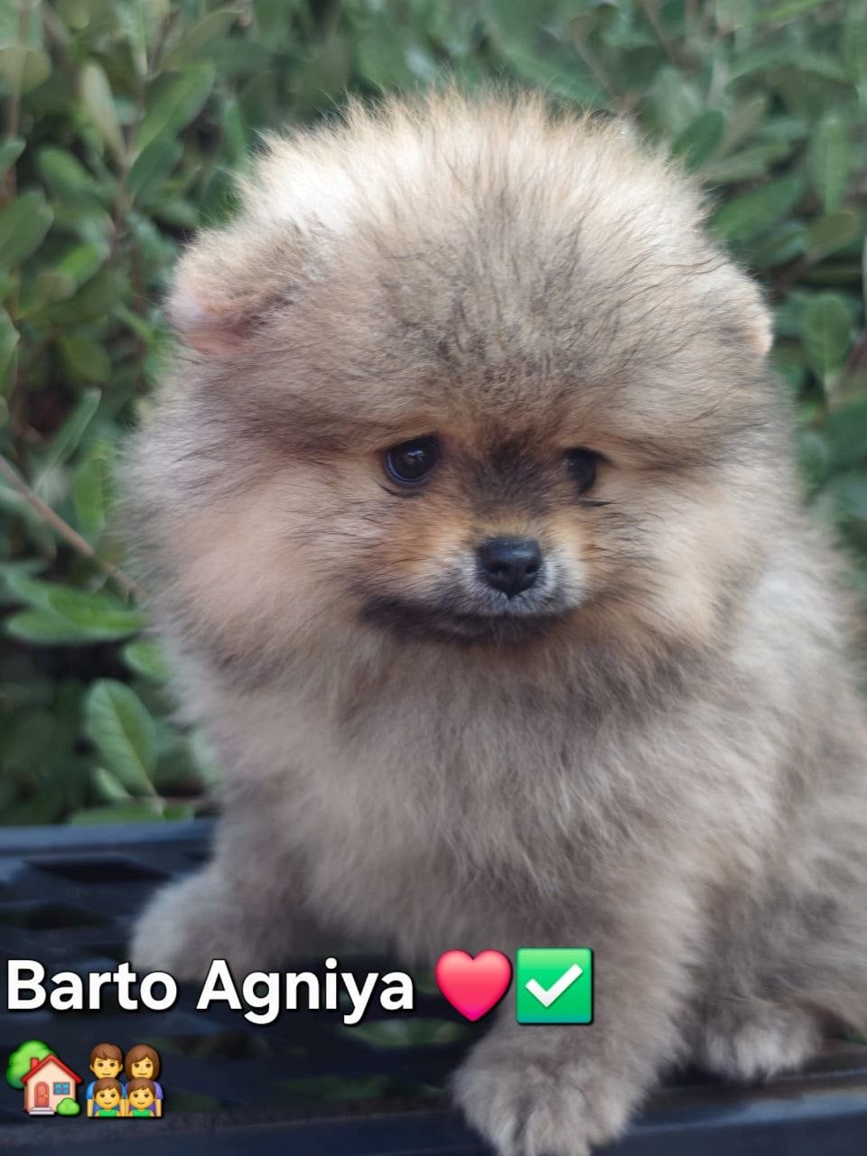 Barto Agniya
