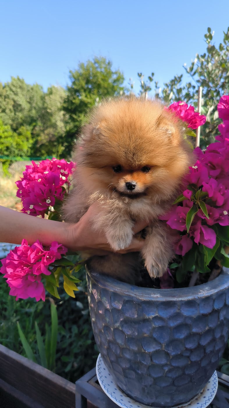 Bijoux