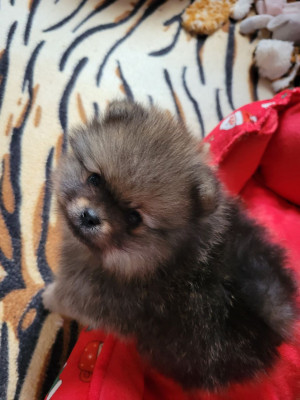 Les chiots de Spitz allemand