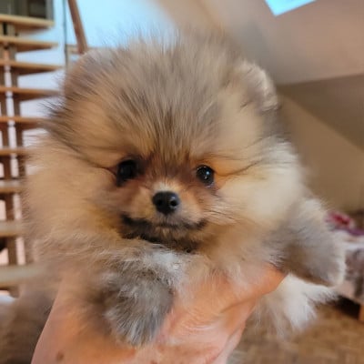 Les chiots de Spitz allemand