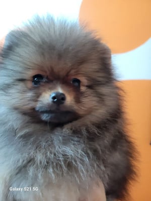 Les chiots de Spitz allemand