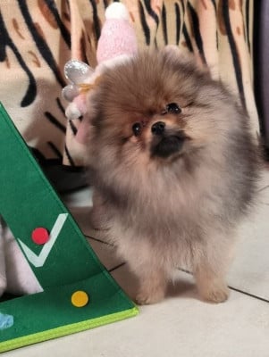 Les chiots de Spitz allemand