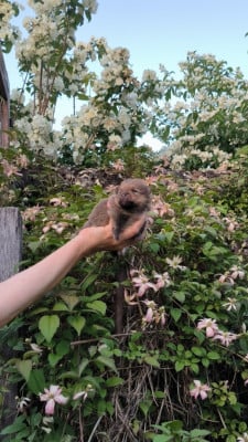 Les chiots de Spitz allemand