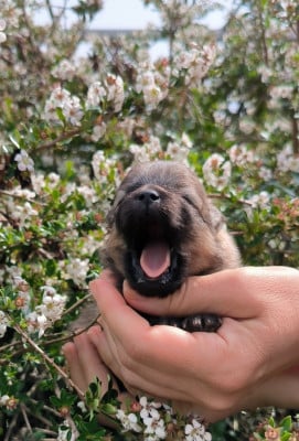 Les chiots de Spitz allemand