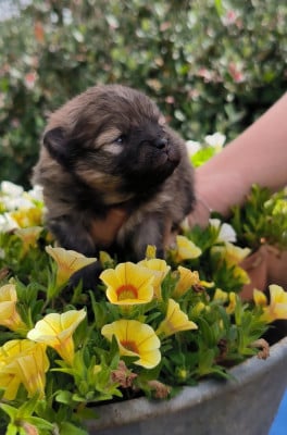 Les chiots de Spitz allemand
