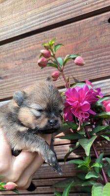 Les chiots de Spitz allemand