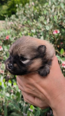 Les chiots de Spitz allemand