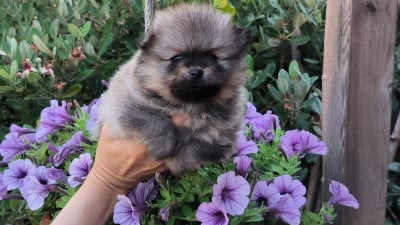 Les chiots de Spitz allemand