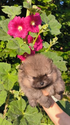 Les chiots de Spitz allemand