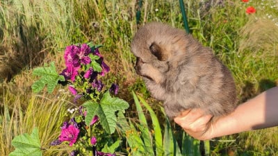 Les chiots de Spitz allemand