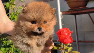 Les chiots de Spitz allemand