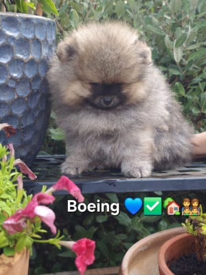Les chiots de Spitz allemand