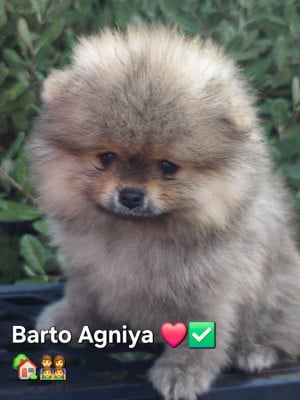 Les chiots de Spitz allemand