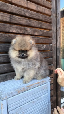 Les chiots de Spitz allemand